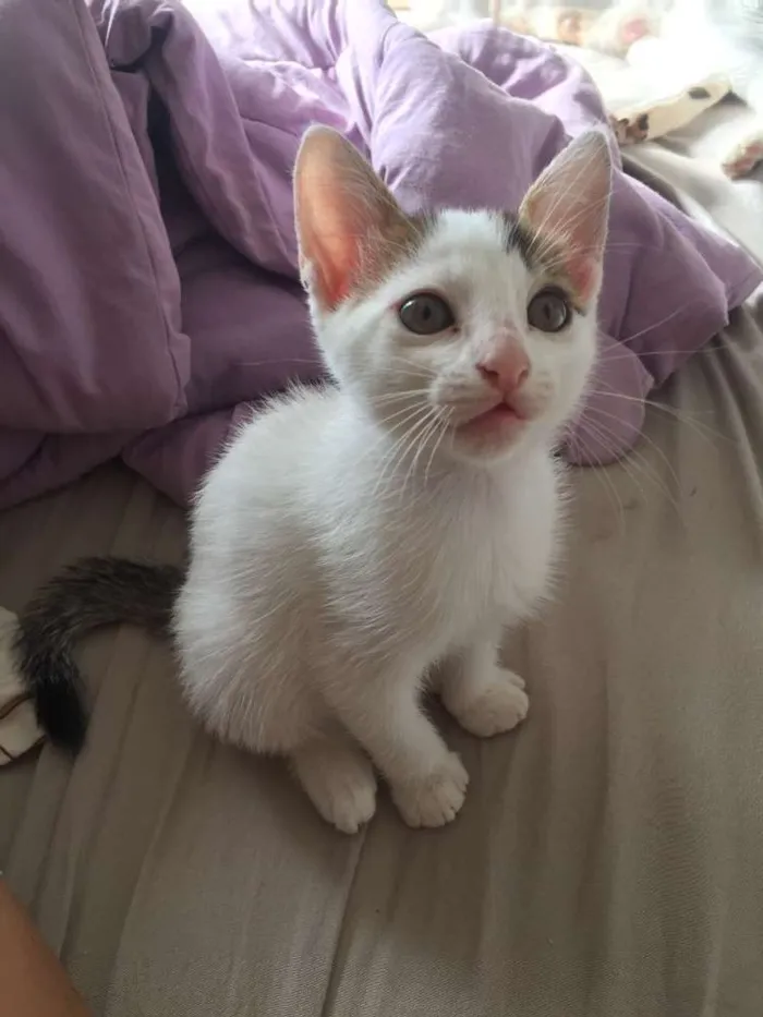 Gato ra a Srd idade 2 a 6 meses nome Gatinha