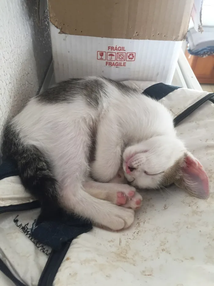 Gato ra a Srd idade 2 a 6 meses nome Gatinha