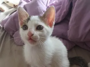 Gato raça Srd idade 2 a 6 meses nome Gatinha