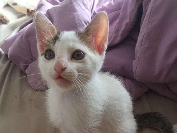 Gato ra a Srd idade 2 a 6 meses nome Gatinha