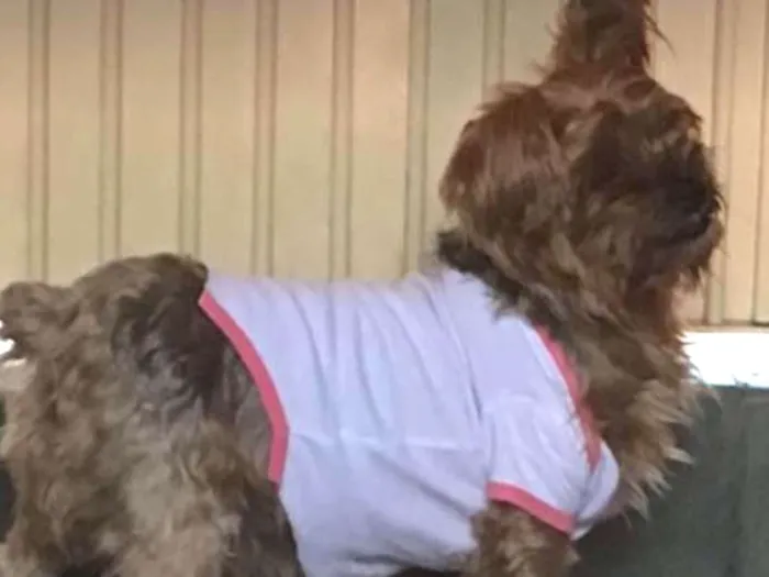 Cachorro ra a Yorkshire  idade 3 anos nome Fred