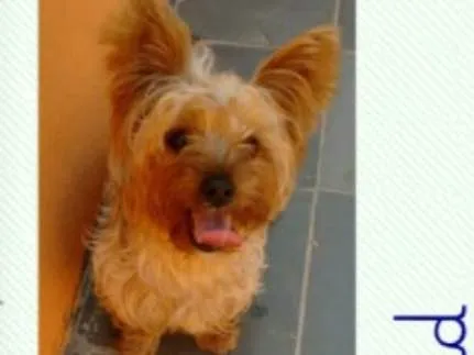 Cachorro ra a Yorkshire  idade 3 anos nome Fred