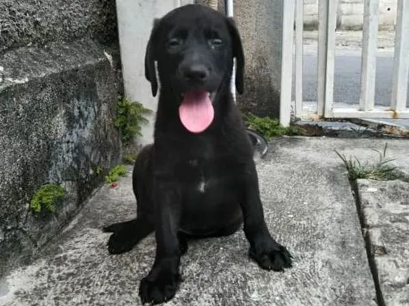 Cachorro ra a Labrador idade Abaixo de 2 meses nome Alfredo