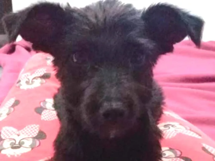 Cachorro ra a SDR idade 2 a 6 meses nome Banguela