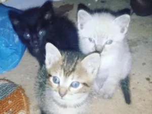 Gato raça SRD  idade 2 a 6 meses nome Fofo, Mila e Mia 