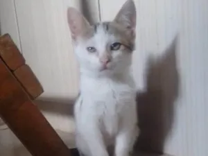 Gato raça SRD idade 2 a 6 meses nome Cristal 