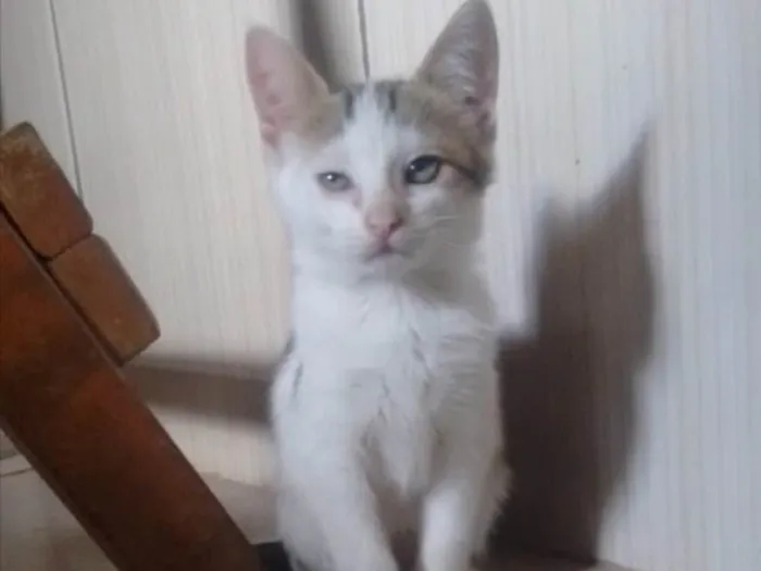Gato ra a SRD idade 2 a 6 meses nome Cristal 