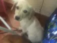 Laila e Laika 