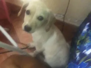 Cachorro raça SRD  idade 7 a 11 meses nome Laila e Laika 