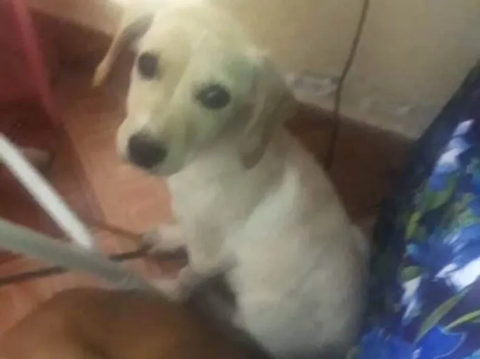 Cachorro ra a SRD  idade 7 a 11 meses nome Laila e Laika 