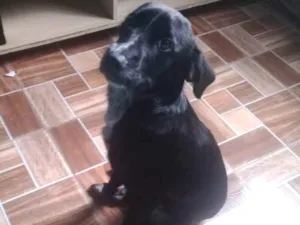 Cachorro raça Srd idade 2 a 6 meses nome Bylli