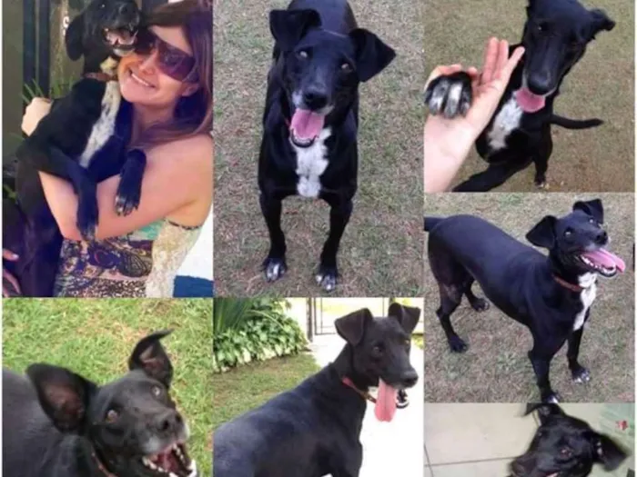 Cachorro ra a SRD idade 5 anos nome Milly
