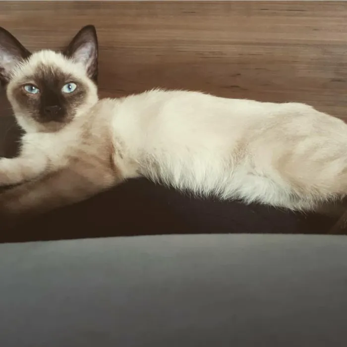Gato ra a SRD idade 2 anos nome Kevin Bacon & Luiggi