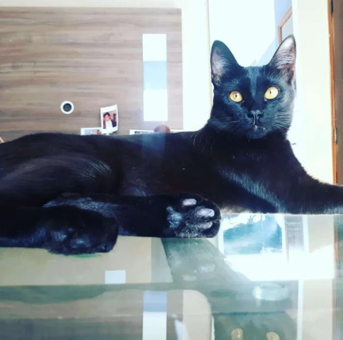 Gato ra a SRD idade 2 anos nome Kevin Bacon & Luiggi