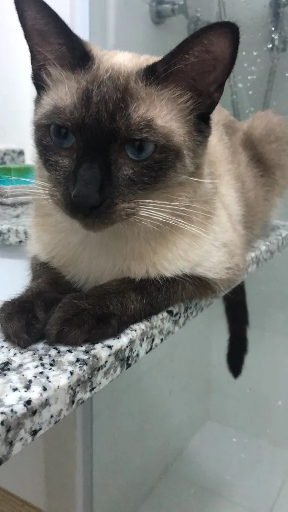 Gato ra a SRD idade 2 anos nome Kevin Bacon & Luiggi