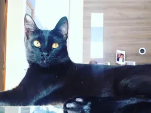Gato raça SRD idade 2 anos nome Kevin Bacon & Luiggi