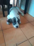 Belinha