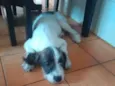 Belinha