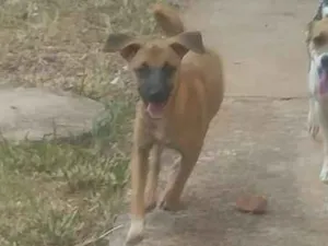 Cachorro raça vira-lata idade 2 a 6 meses nome sem nome
