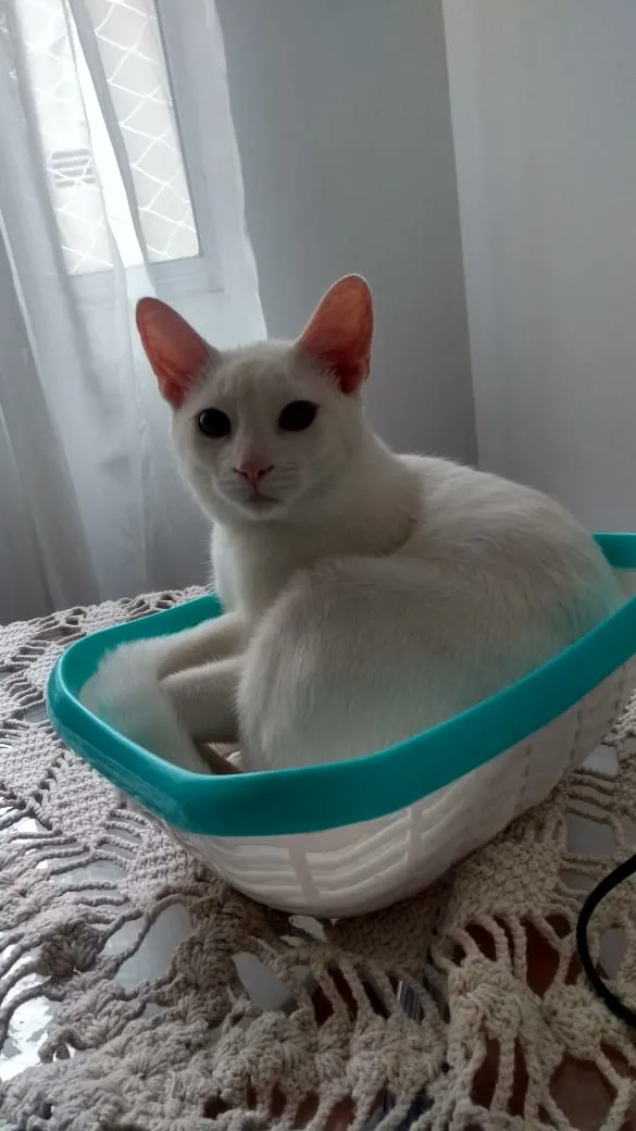 Gato ra a Sem Raça Definida idade 7 a 11 meses nome Zen