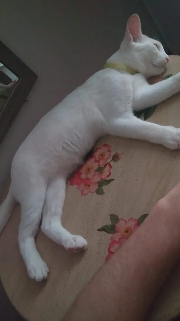 Gato ra a Sem Raça Definida idade 7 a 11 meses nome Horus