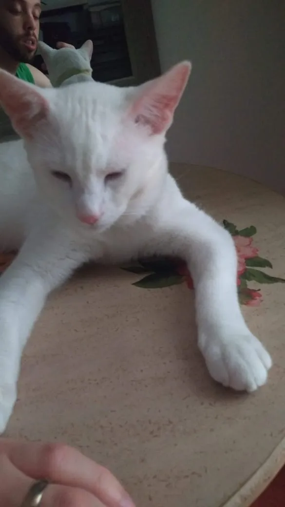 Gato ra a Sem Raça Definida idade 7 a 11 meses nome Horus