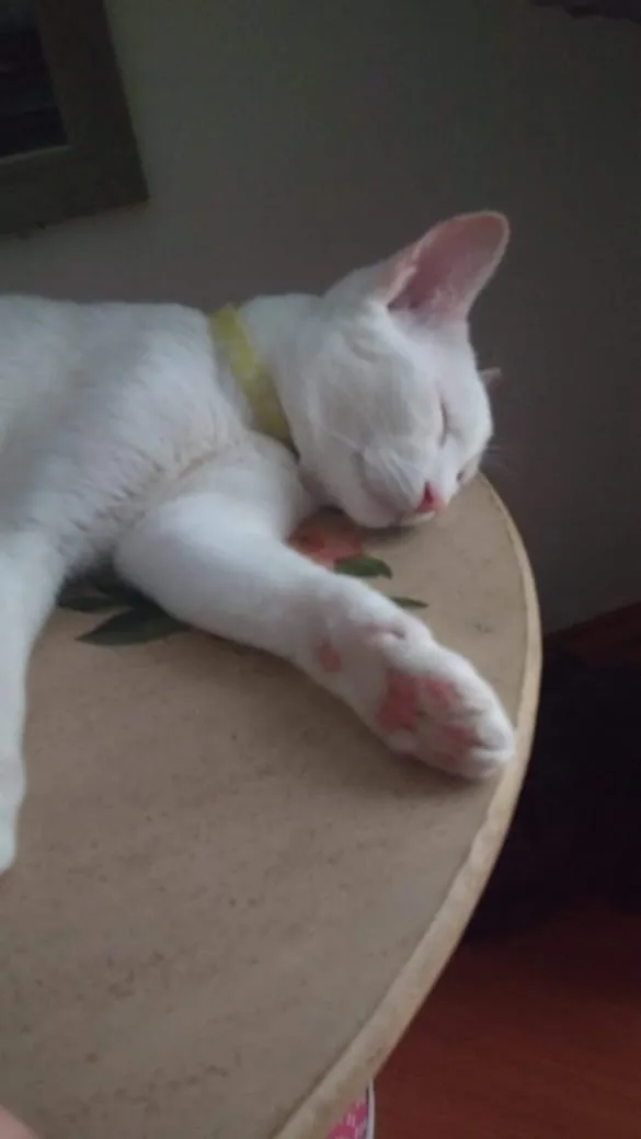 Gato ra a Sem Raça Definida idade 7 a 11 meses nome Horus