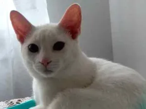 Gato raça Sem Raça Definida idade 7 a 11 meses nome Zen