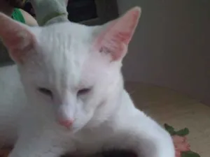 Gato raça Sem Raça Definida idade 7 a 11 meses nome Horus