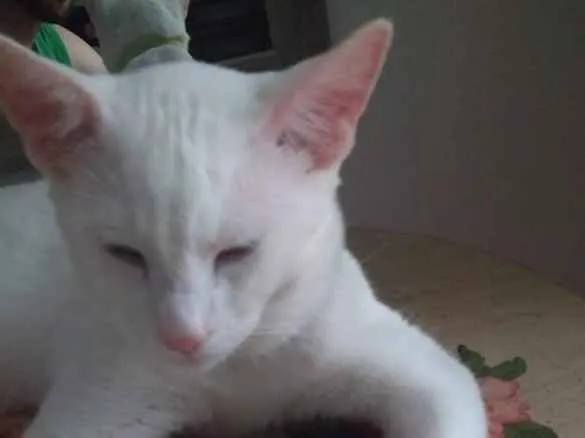 Gato ra a Sem Raça Definida idade 7 a 11 meses nome Horus