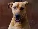 Cachorro raça NÃO SEI idade 2 anos nome NÃO TEM NOME
