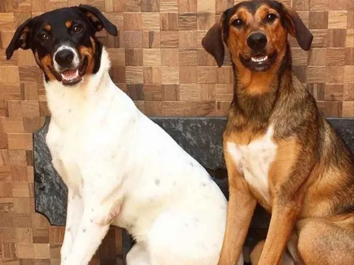 Cachorro raça Não definido idade 3 anos nome Kiara