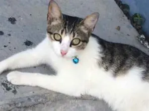 Gato raça Não sei  idade 1 ano nome Não sei 