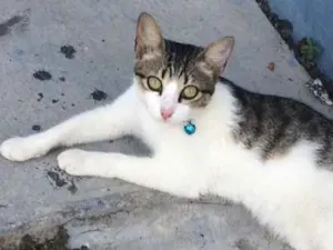 Gato raça Não sei  idade 1 ano nome Não sei 
