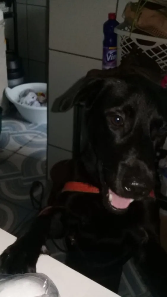 Cachorro ra a Srd idade 2 anos nome Felipe
