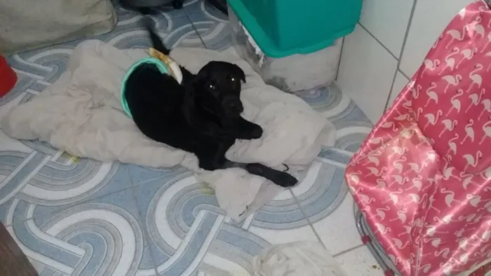 Cachorro ra a Srd idade 2 anos nome Felipe