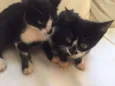 Selena e bela