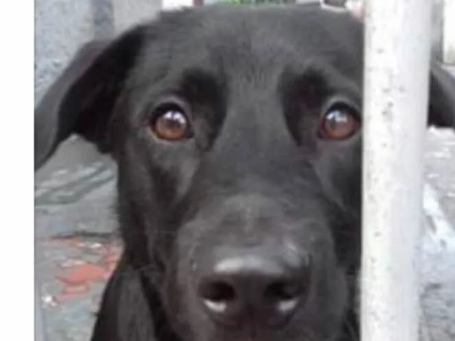 Cachorro ra a Srd idade 2 anos nome Felipe