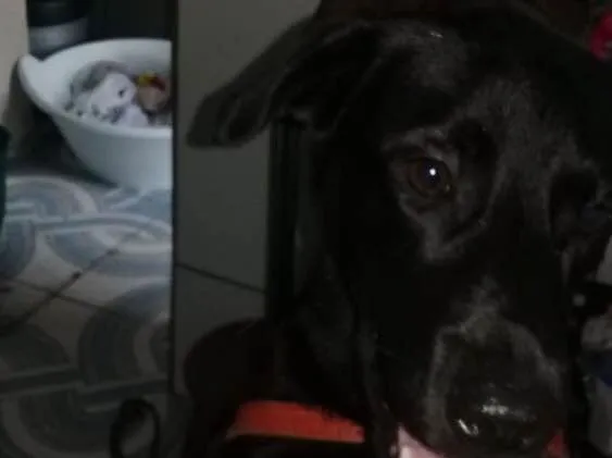 Cachorro ra a Srd idade 2 anos nome Felipe