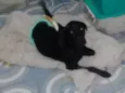Felipe