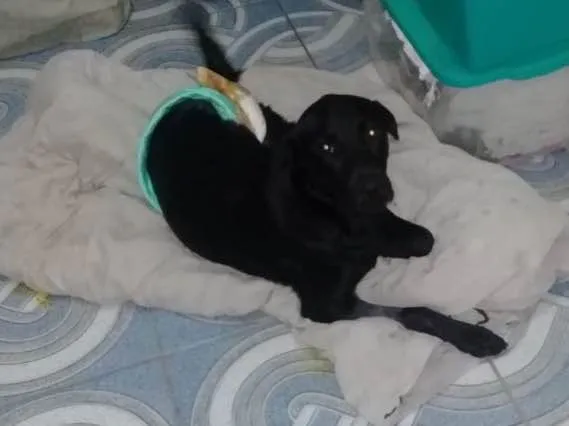 Cachorro ra a Srd idade 2 anos nome Felipe