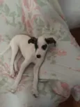 Spike