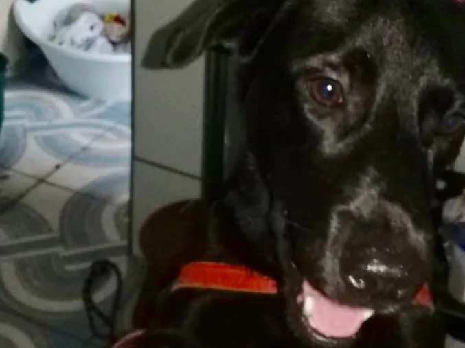 Cachorro ra a Srd idade 2 anos nome Felipe