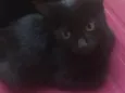 Frida e chanell