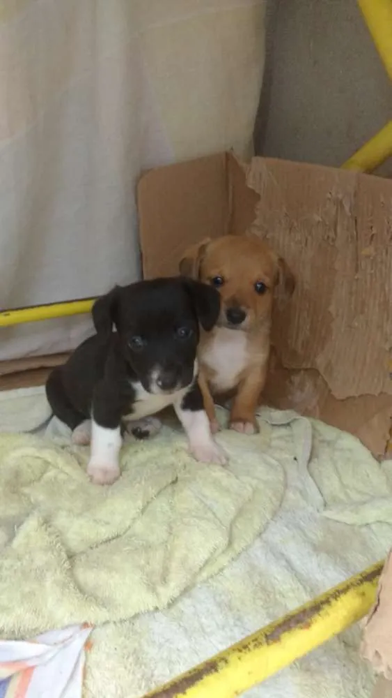 Cachorro ra a Srd idade Abaixo de 2 meses nome Nome não definido