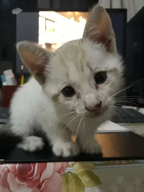 Gato ra a  idade Abaixo de 2 meses nome Filhotes