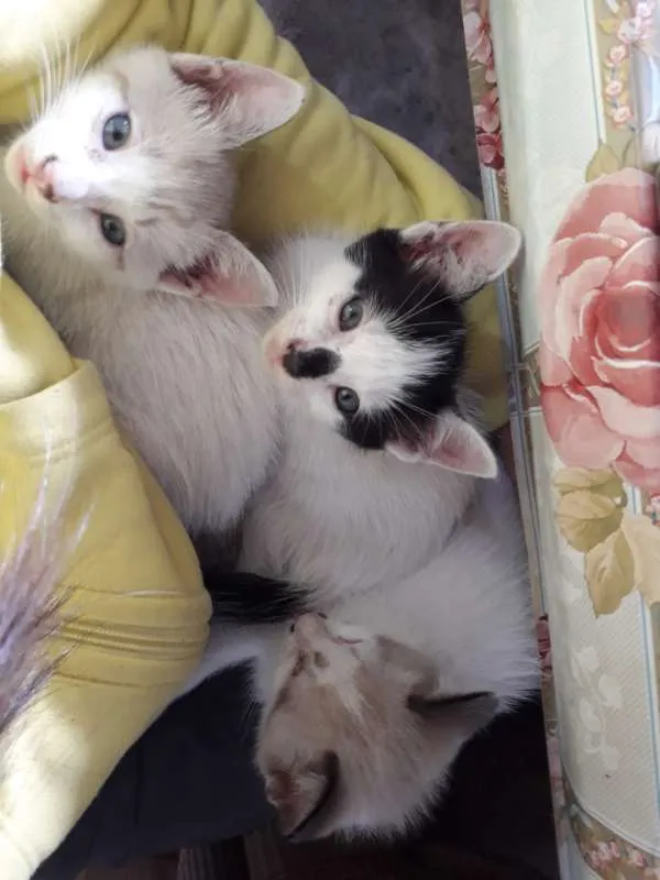 Gato ra a  idade Abaixo de 2 meses nome Filhotes
