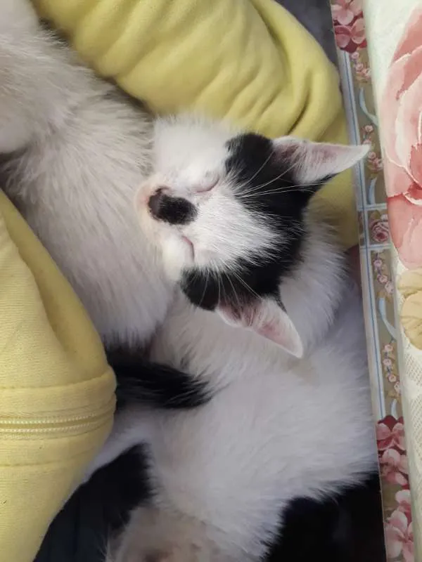 Gato ra a  idade Abaixo de 2 meses nome Filhotes