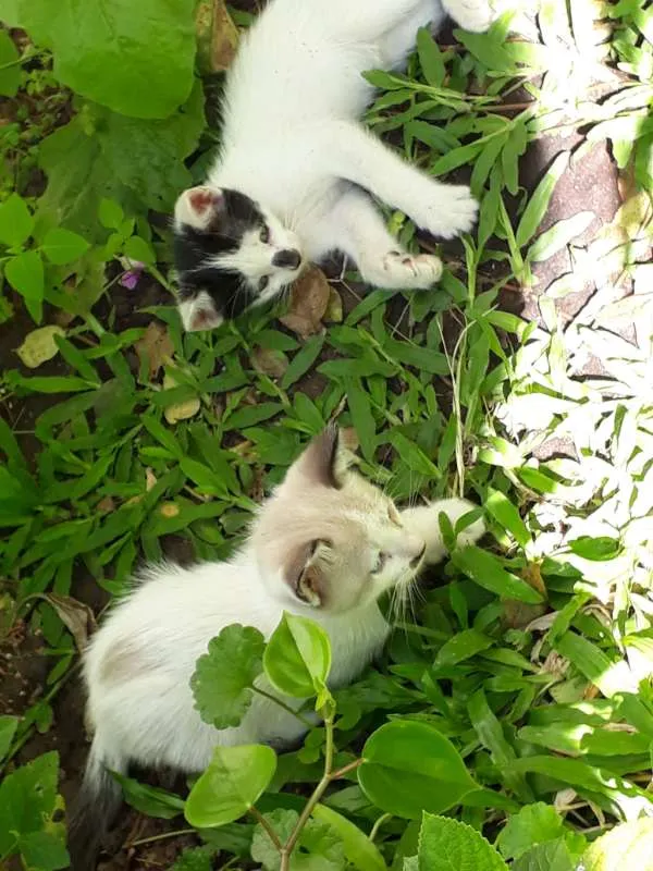 Gato ra a  idade Abaixo de 2 meses nome Filhotes
