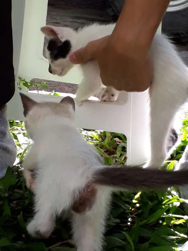 Gato ra a  idade Abaixo de 2 meses nome Filhotes